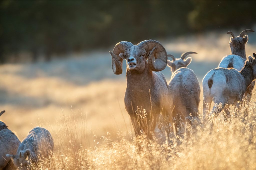 44625 Wild Horse Island Lane, Dayton, MT 59914 photo 29