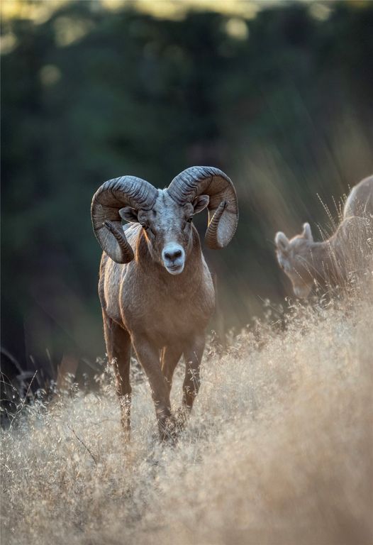 44625 Wild Horse Island Lane, Dayton, MT 59914 photo 30