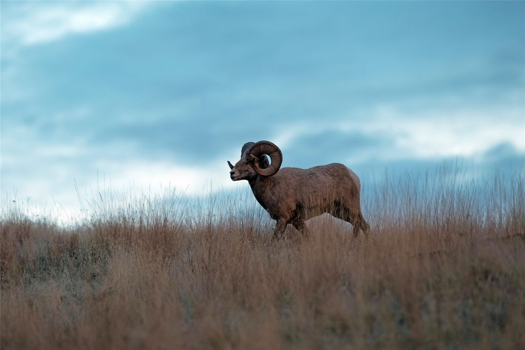 44625 Wild Horse Island Lane, Dayton, MT 59914 photo 33