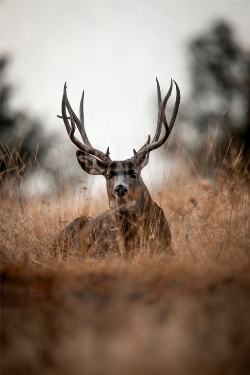 44625 Wild Horse Island Lane, Dayton, MT 59914 photo 34