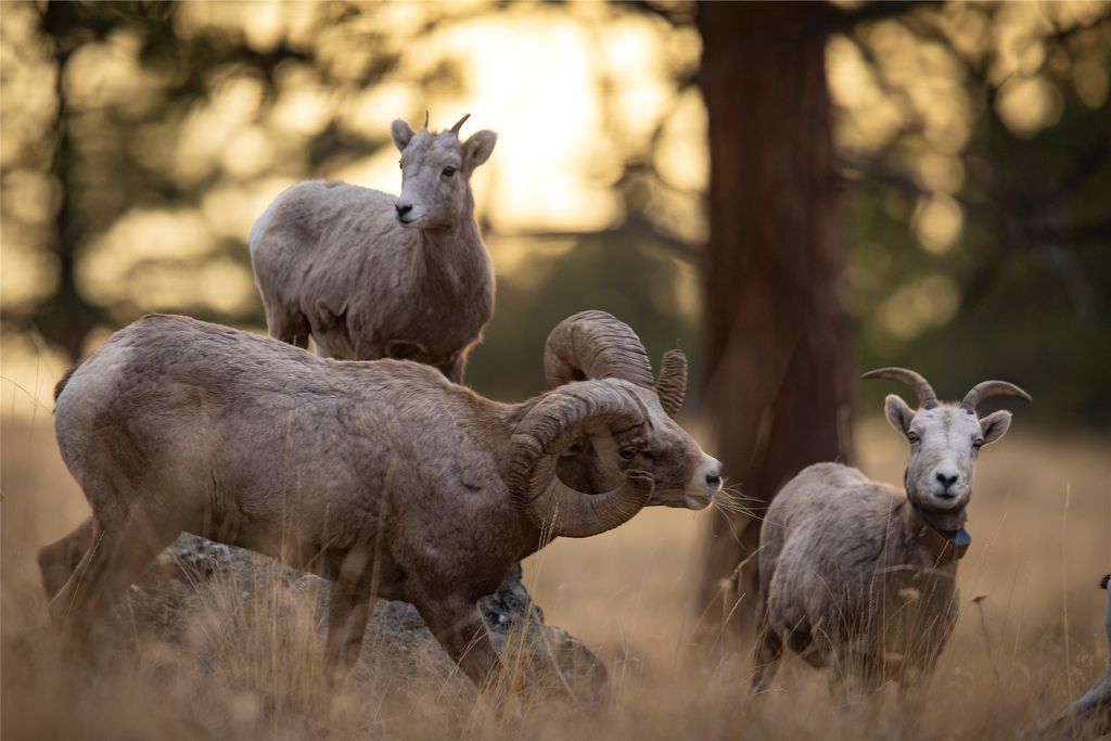 44625 Wild Horse Island Lane, Dayton, MT 59914 photo 37