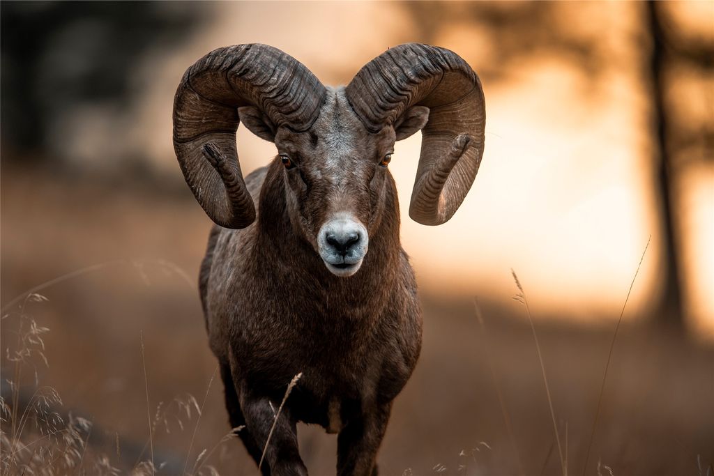 44625 Wild Horse Island Lane, Dayton, MT 59914 photo 4