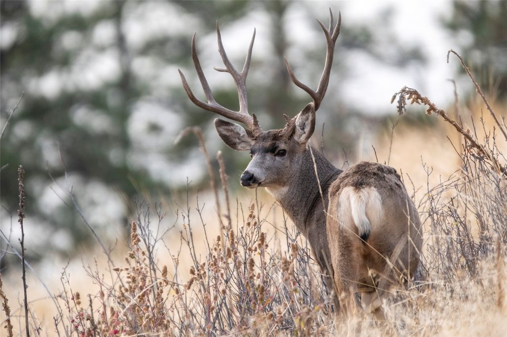 44625 Wild Horse Island Lane, Dayton, MT 59914 photo 6