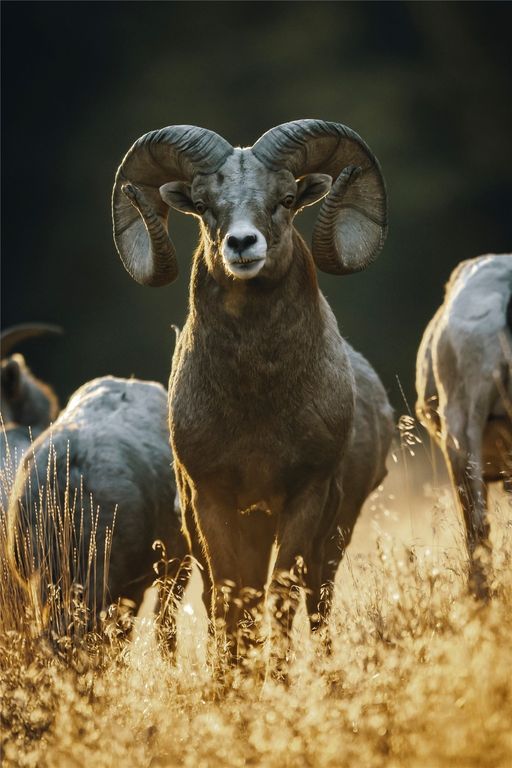 44625 Wild Horse Island Lane, Dayton, MT 59914 photo 95