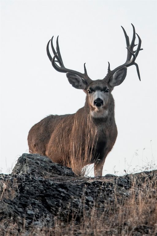 44625 Wild Horse Island Lane, Dayton, MT 59914 photo 97