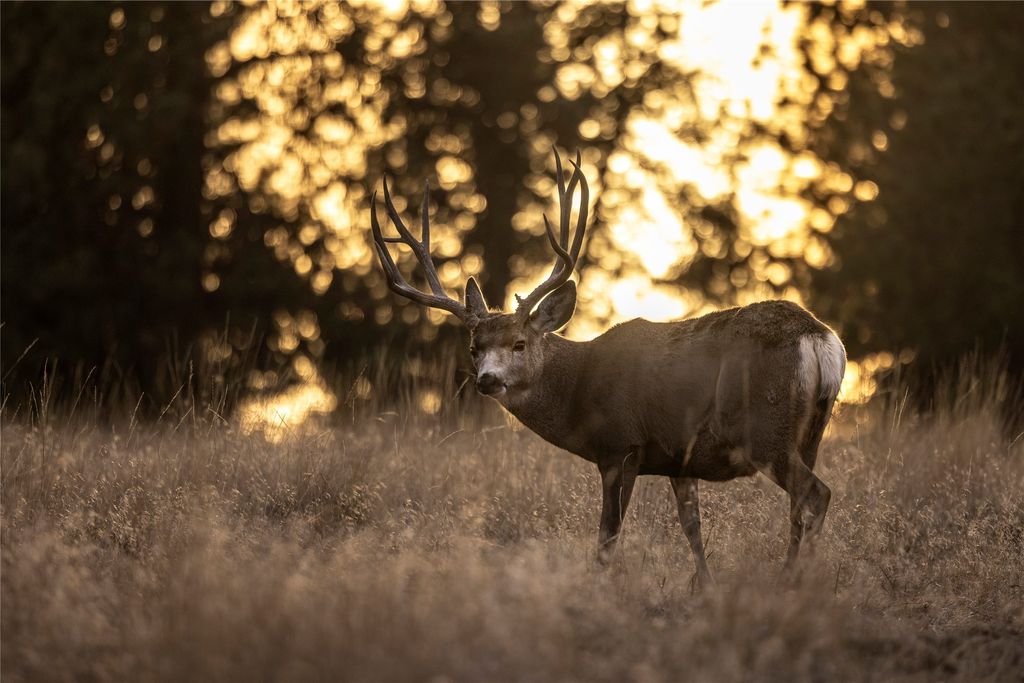 44625 Wild Horse Island Lane, Dayton, MT 59914 photo 98
