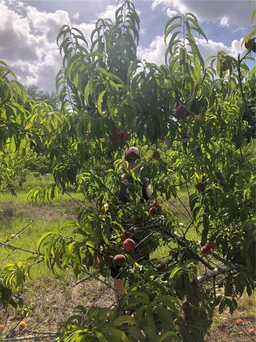 18250 RAVENSWOOD ROAD, Altoona, FL 32702