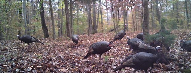 694 Napier Rd, Hohenwald, TN 38462