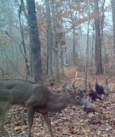 694 Napier Rd, Hohenwald, TN 38462