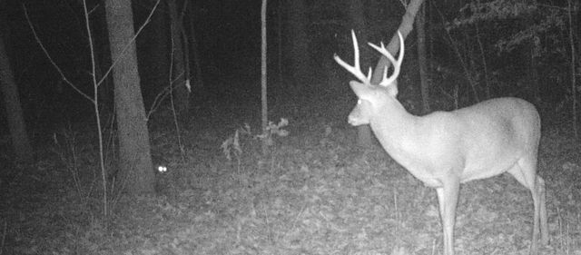 694 Napier Rd, Hohenwald, TN 38462