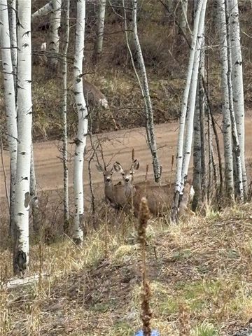 321 E Cline Drive, Shawnee, CO 80475
