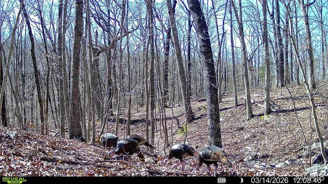 113 E Koester Springs Road, French Village, MO 63036