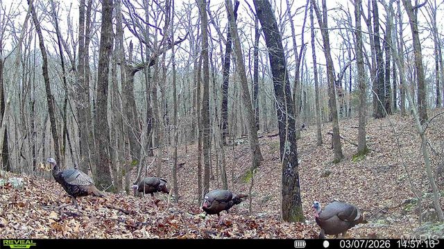 113 E Koester Springs Road, French Village, MO 63036