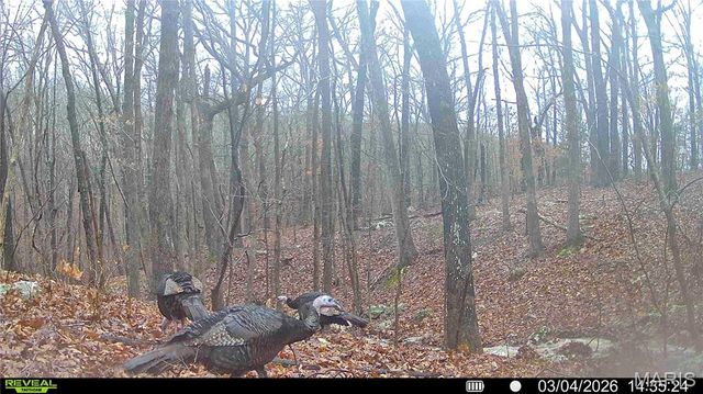 113 E Koester Springs Road, French Village, MO 63036