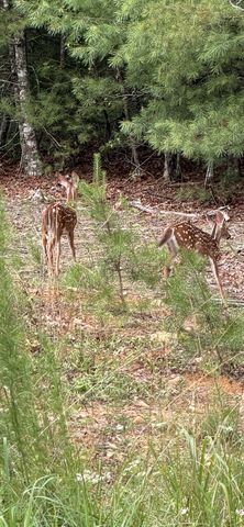 Lot 2 NW Rocking Chair Ridge, Mineral Bluff, GA 30559