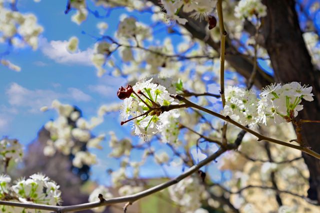 4806 La Cienega Street NW, Albuquerque, NM 87107