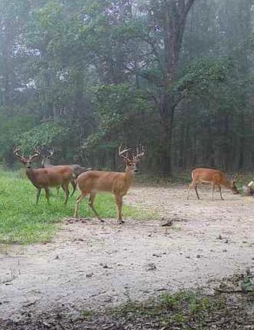 7257 Whetstone Road, Norwood, MO 65717