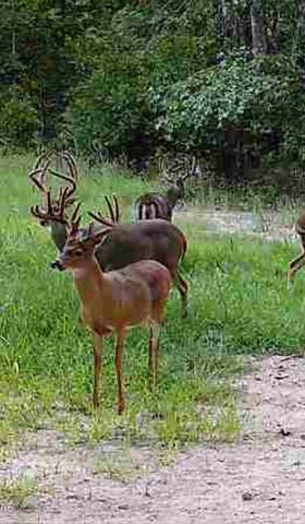 7257 Whetstone Road, Norwood, MO 65717