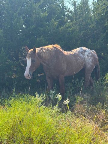 7720 County Road 1135, Leonard, TX 75452