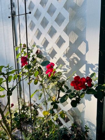 2802 Honeysuckle Lane, Russellville, AR 72801