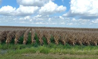 0 Fm 458, Midfield, TX 77458