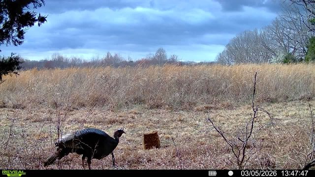 2340 Ridge Rd, Mc Ewen, TN 37101