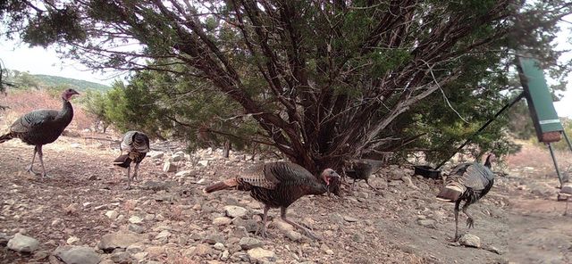 sd 630 CR 630, Rocksprings, TX 78880