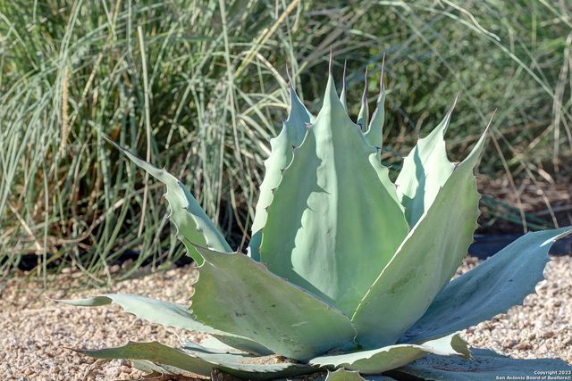 636 Bodark Street, New Braunfels, TX 78132