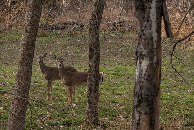 377 County Road 2530, Meridian, TX 76665