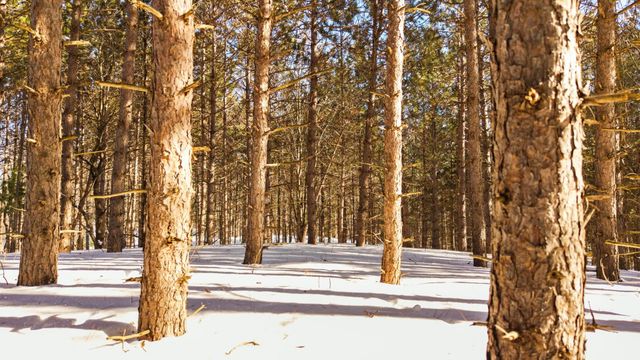 4811 Truax Lake Road, Whitewater Twp, MI 49690