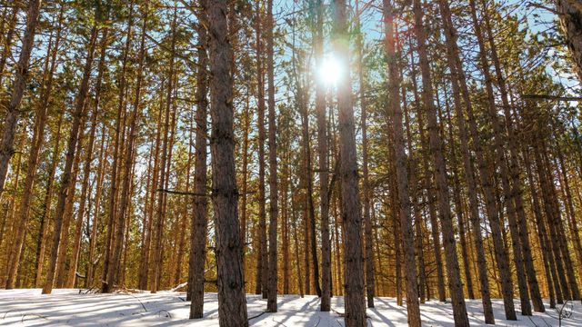 4811 Truax Lake Road, Whitewater Twp, MI 49690