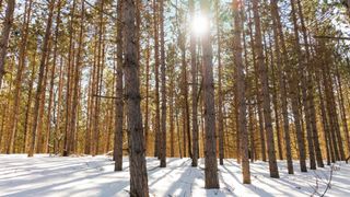 4811 Truax Lake Road, Whitewater Twp, MI 49690