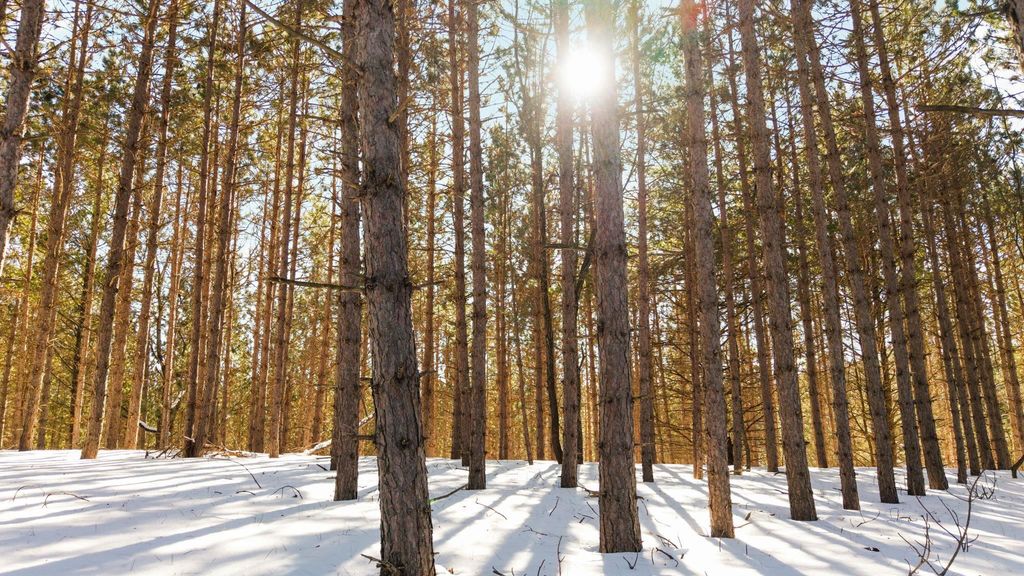 4811 Truax Lake Road, Whitewater Twp, MI 49690