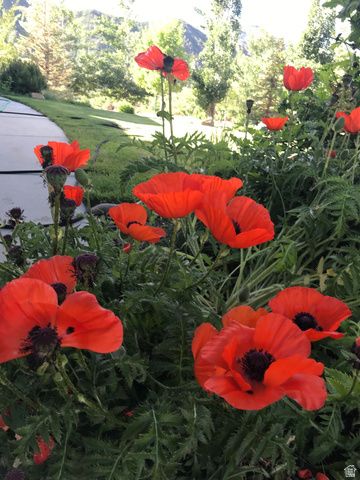 47 S MEADOW DR, Springville, UT 84663