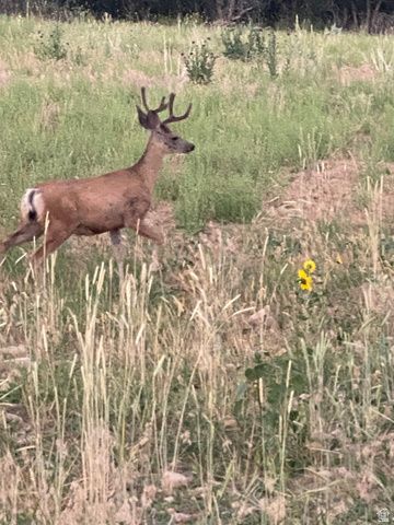 47 S MEADOW DR, Springville, UT 84663