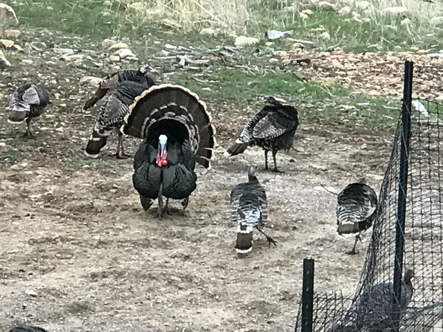 47 S MEADOW DR, Springville, UT 84663