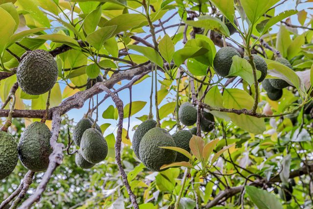 200 Hoopalua Dr, Makawao, HI 96768