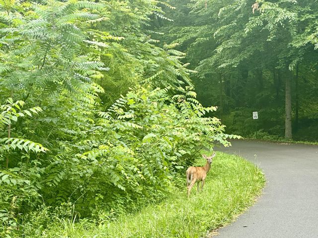 2091 Clifty Creek Road, Jamestown, KY 42629