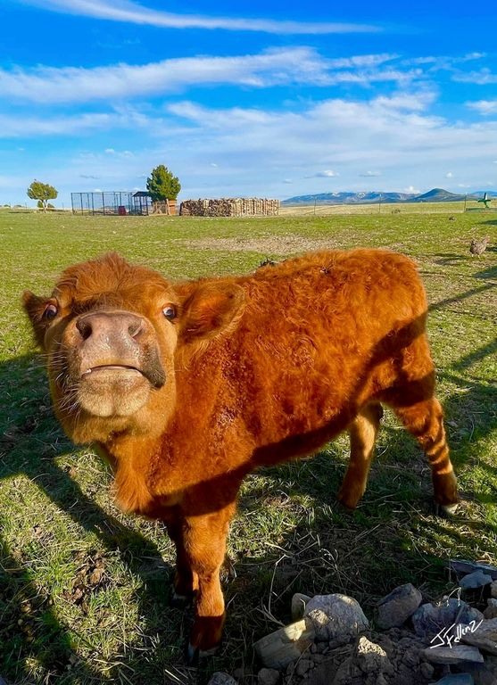 83 Big Country Drive, Townsend, MT 59644 photo 109