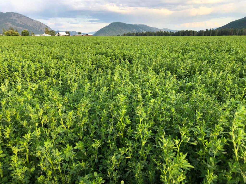 820 Echo Stub Rd, Colville, WA 99114 photo 10