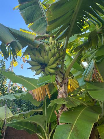 15 Laukahi St, Kihei, HI 96753