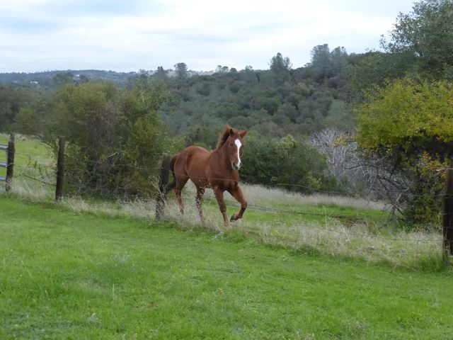 7357 Ridge Rd, Newcastle, CA 95658