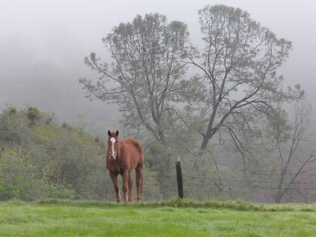7357 Ridge Rd, Newcastle, CA 95658