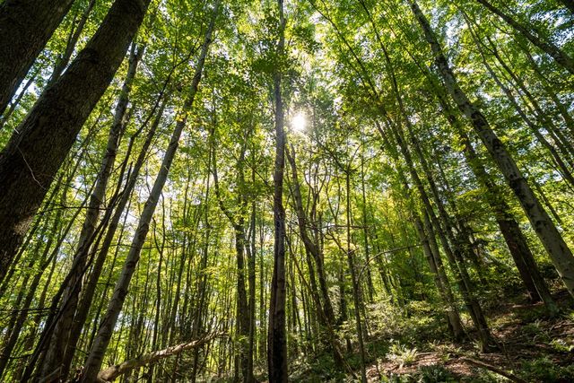 117 Blackthorn Drive, Penn Twp, PA 16002