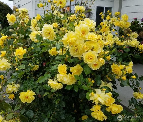 52 Libby Street, Sequim, WA 98382