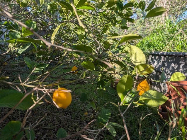 3436 Davis Dr, Burson, CA 95225