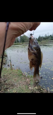 4419 10 Mile Road, Evart, MI 49631