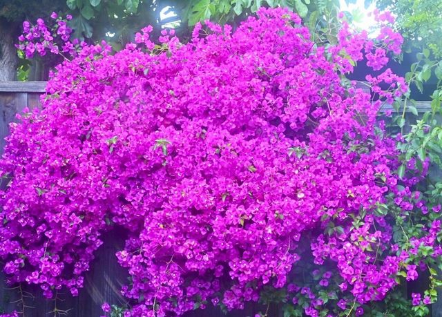 2726 2726 Madeline Street, Oakland, CA 94602