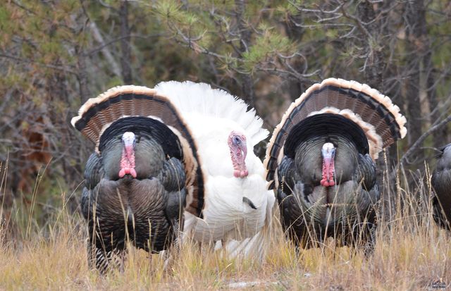 11405 HAWKRIGHT RD, Custer Sd, SD 57730