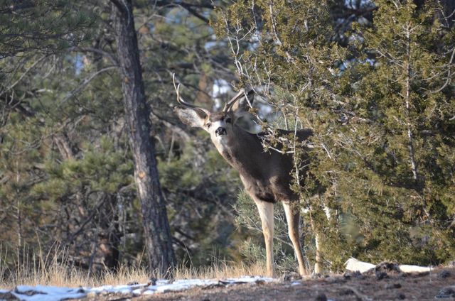 11405 HAWKRIGHT RD, Custer Sd, SD 57730